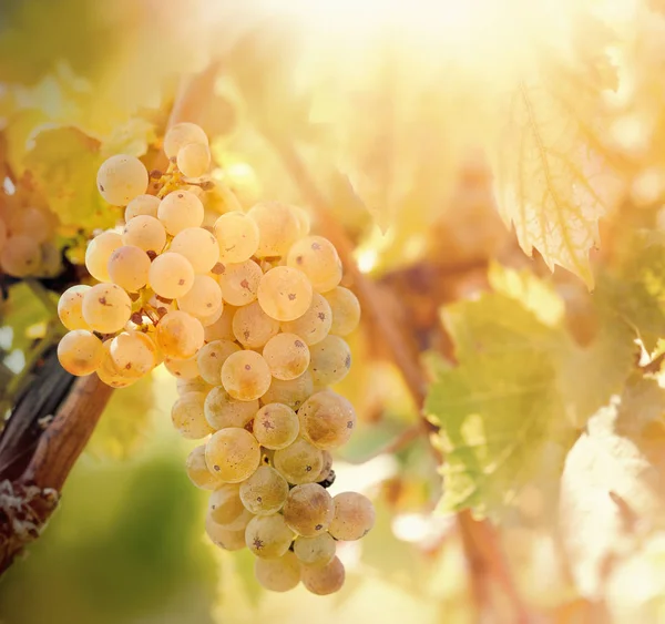 Raisin Raisin Blanc Raisin Riesling Raisin Vin Sur Vigne Dans — Photo