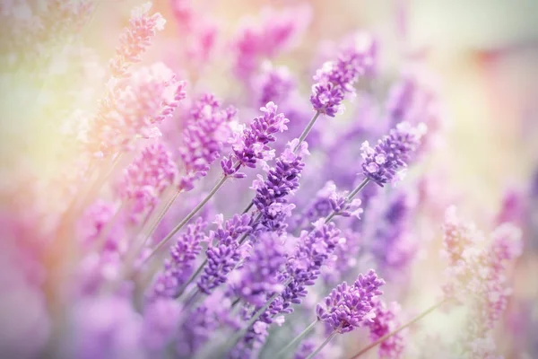 Foco Seletivo Macio Flor Lavanda Flores Lavanda Jardim Flores — Fotografia de Stock