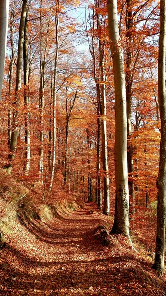 Camino Sendero Sendero Bosque Bonito Día Otoño Para Paseos —  Fotos de Stock