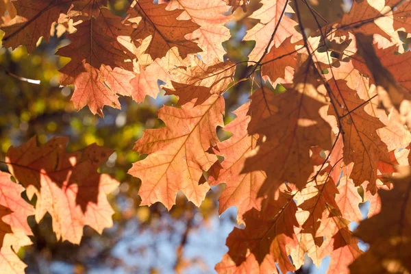 Осенние Листья Красивые Листья Ветке Красота Природе — стоковое фото