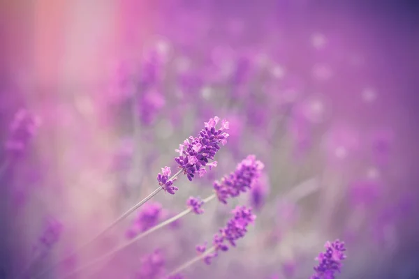 Selektivt Fokus Vackra Lavendelblomma Vacker Lavendel Blomma Trädgård — Stockfoto