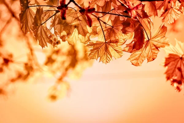 Ağaçta Sonbaharın Güzel Doğa Sonbahar Yaprakları — Stok fotoğraf