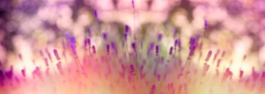 Lavanta çiçeği, Çiçek Bahçe tarafından güneş ışığı yaktı güzel lavanta yumuşak odak