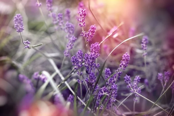 Mjukt Fokus Vackra Lavendelblomma Vacker Lavendel Blomma Trädgård — Stockfoto