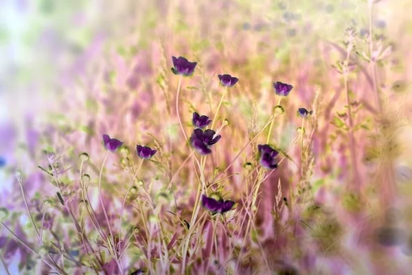 Meadow flower made with color filters, flowering meadow flower - buttercup