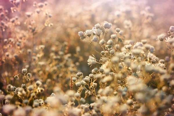 Prato Con Sacco Fiori Bel Fiore Fiorito Margherita — Foto Stock