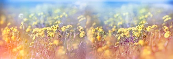 Valikoiva Pehmeä Keskittyä Keltaiset Kukat Niitty — kuvapankkivalokuva