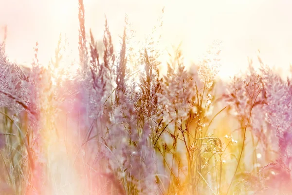 Grass Seeds Beautiful Landscape Meadow Grass Seeds Beautiful Sunset Meadow — Stock Photo, Image