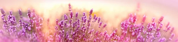 Selective Soft Focus Lavender Flower Beautiful Lavender Flower Garden — Stock Photo, Image