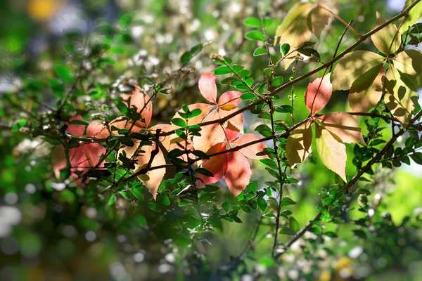 Krásná Příroda Podzim Krásné Podzimní Listí Osvětlené Slunečním Zářením — Stock fotografie