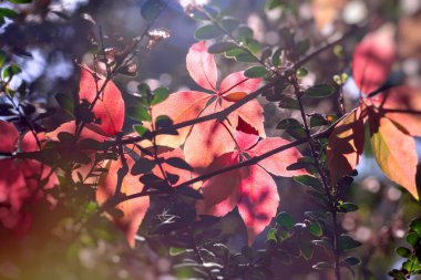 Sonbahar yaprak, Doğa, sonbahar başlar, renkli güzel yaprakları ile sonbaharda ipuçları güzel