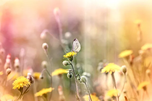 Papillon Blanc Sur Fleur Jaune Dans Prairie Accent Sélectif Sur — Photo