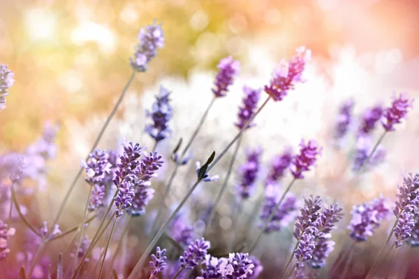 Selectieve Zachte Focus Lavendel Bloem Prachtige Natuur Mooie Bloem — Stockfoto