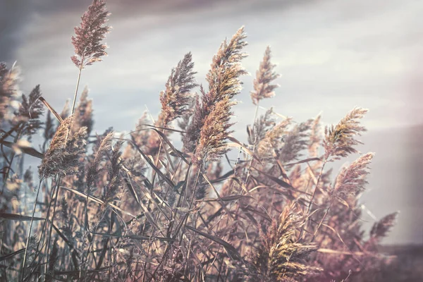 Reed Makinası Baston Çayırda Bulutlu Sonbahar Günü Güzel Sonbahar Günü — Stok fotoğraf