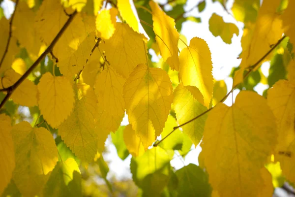 Έναρξη Φθινόπωρο Φύλλα Κιτρινωπό Κίτρινο Φύλλων Πάνω Κλαδί — Φωτογραφία Αρχείου