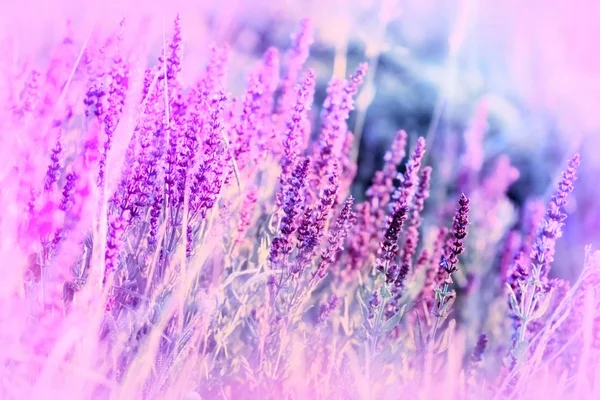 Fleurs Violettes Dans Une Prairie Faite Avec Des Filtres Couleur — Photo