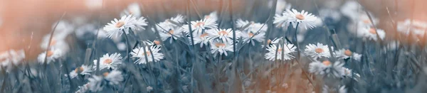 Százszorszép Virág Réten Százszorszép Virág Tenni Szín Szűrők — Stock Fotó