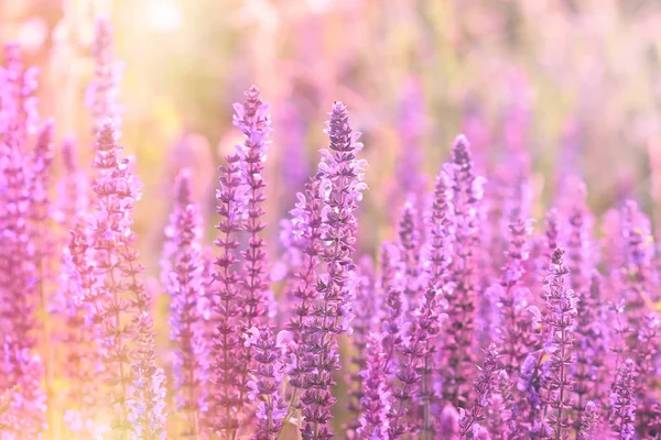 Beautiful Nature Spring Flowering Purple Flower Meadow — Stock Photo, Image