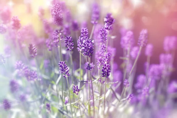 Lavendelblüte Schöne Lavendelblüte Sommer — Stockfoto