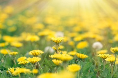 Karahindiba çiçeği, çayır, bahar güzel doğa Dandelin çiçek çiçeklenme