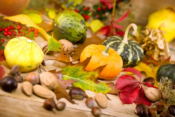カボチャ カボチャ ズッキーニ ひょうたんの収穫の秋 秋の感謝祭のテーブルの上 — ストック写真
