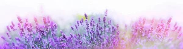 Fokus Selektif Dan Lembut Pada Bunga Lavender Bunga Lavender Yang — Stok Foto