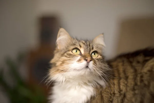 Beautiful Long Haired Cat Looks Poses — Stock Photo, Image