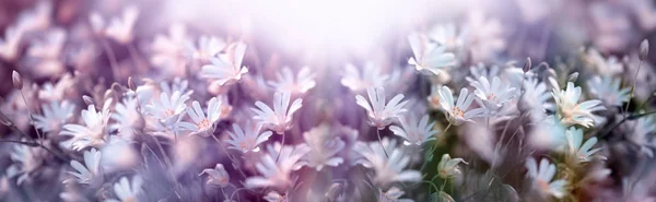 Bílý Kvetoucí Květiny Jarní Louce — Stock fotografie