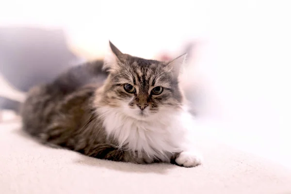 Beautiful Long Haired Cat Lies Bad Cat Looks Poses — Stock Photo, Image