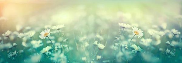 雏菊花 在草地上开花的雏菊花 — 图库照片