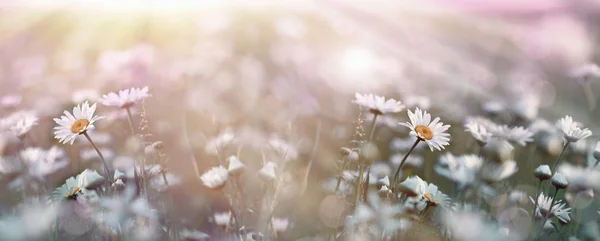 Fioritura Fioritura Fiori Primavera Fiore Margherita Prato Illuminato Dalla Luce — Foto Stock