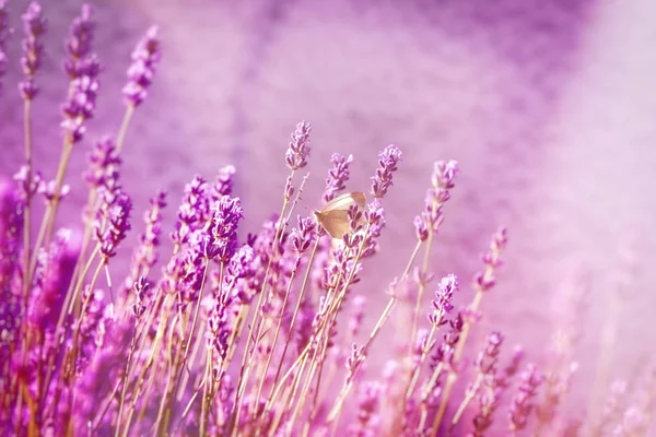 Focus Selettivo Sulla Farfalla Sulla Lavanda Bellissimo Giardino Fiorito Con — Foto Stock