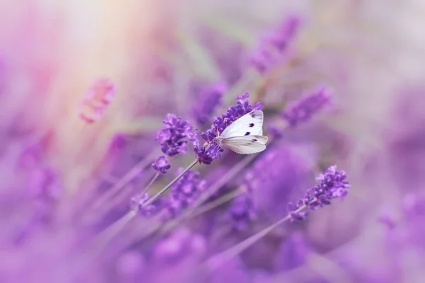 Selective Focus White Butterfly Beautiful Fauna Flora — Stock Photo, Image