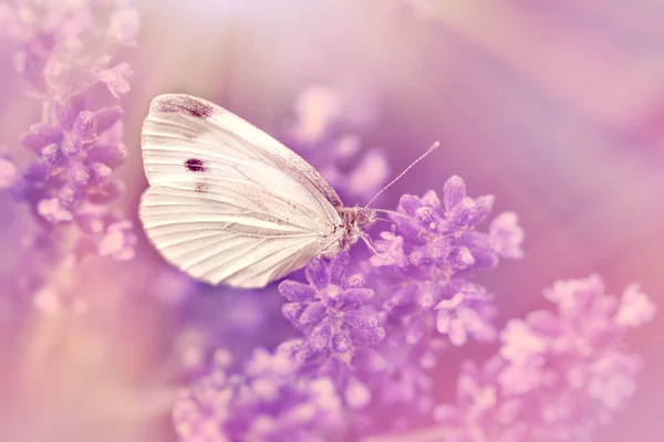ラベンダーの花に蝶 白蝶の選択と集中 — ストック写真