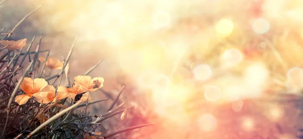 Flowering Yellow Flower Meadow Beautiful Nature Spring — Stock Photo, Image