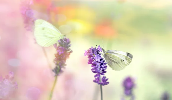 Butterfly Lavender Flower Selective Focus White Butterfly Beautiful Nature — Stock Photo, Image