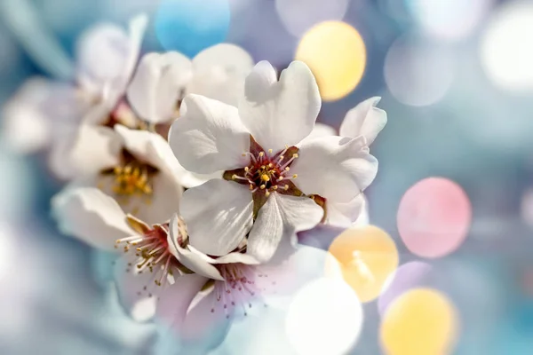 Baharda Çiçek Ağacının Dalını Meyve Ağacı Çiçek Çiçeklenme — Stok fotoğraf