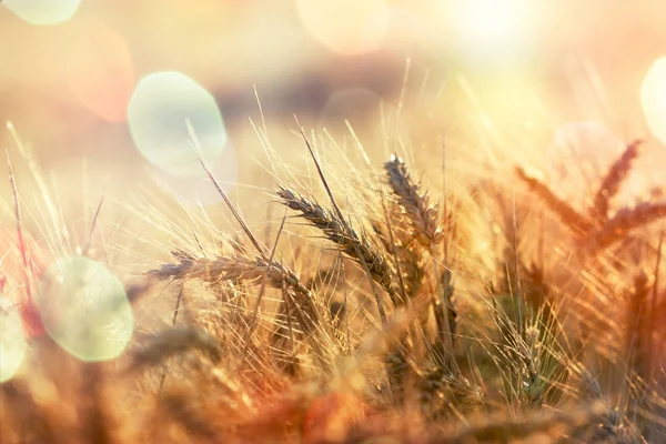 Пшеничное Поле Закат Пшеничном Поле Сумерки Пшеничном Поле — стоковое фото