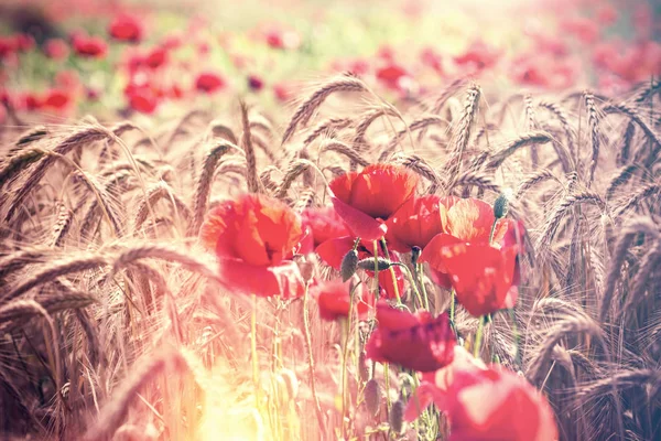 Poppy flower, red poppy flowers in wheat field - beautiful nature