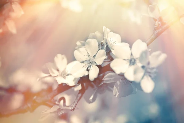 Árbol Frutal Floreciente Primavera Rama Árbol Floreciente Iluminado Por Rayos —  Fotos de Stock