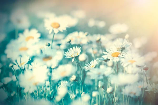 Gänseblümchen Auf Der Wiese Blühende Wiesenblumen — Stockfoto