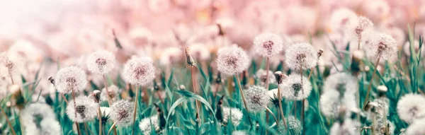 Dandelion Seeds Selective Soft Focus Dandelion Seeds Beautiful Nature Spring — Stock Photo, Image