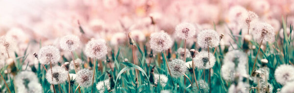 Dandelion seeds, selective and soft focus on dandelion seeds - beautiful nature in spring and summer