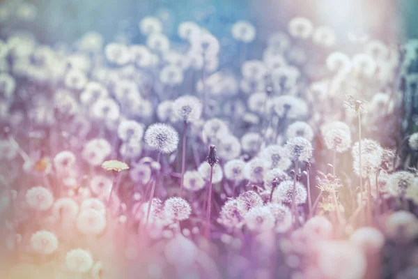 Selective Soft Focus Dandelion Seeds Beautiful Meadow Spring Summer — Stock Photo, Image