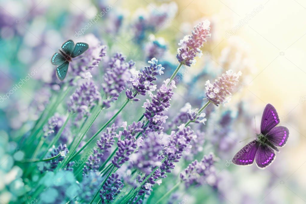 Butterfly flying in flower garden,  lavender flower in garden - selective and soft focus on butterfly and lavender flower