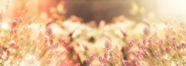 Мягкий Фокус Лавандовый Цветок Лавандовые Цветы Освещены Солнечным Светом — стоковое фото