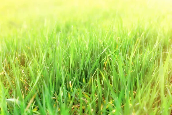 Young Wheat Young Wheat Field Lit Sunlight — Stock Photo, Image