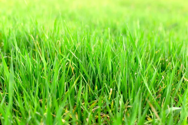 Young Green Wheat Field Young Wheat Close — Stock Photo, Image