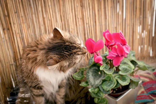 Beautiful Long Haired Cat Cat Snout Flower Balcony — Stock Photo, Image