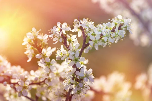 Krásná Příroda Jaře Kvetoucí Větve Strom Příroda Probouzí — Stock fotografie